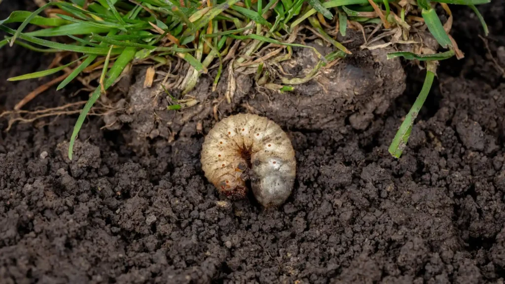 White grub larvae in lawn soil