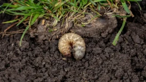 White grub larvae in lawn soil