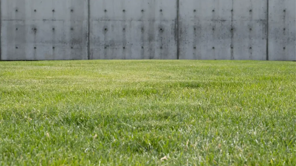Thin patchy lawn with sparse grass growth