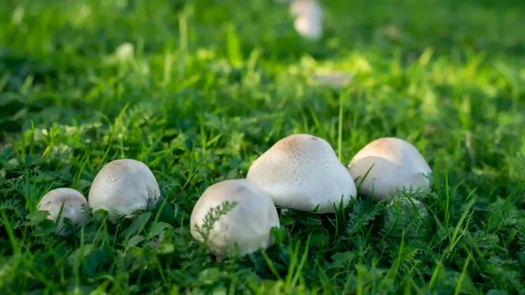 Cluster of mushrooms growing in residential lawn grass