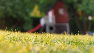 Yellowing lawn grass during summer