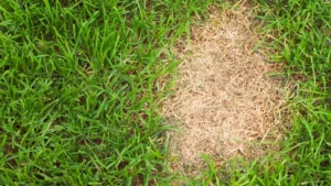 Bare patch in residential lawn