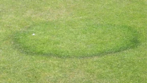 Circular brown patch in residential lawn