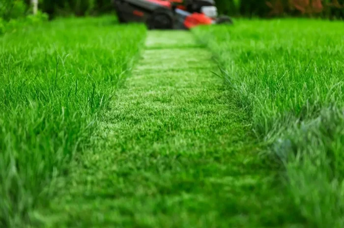 organic lawn fertilization